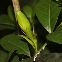 Gardenia jasminoides J.Ellis